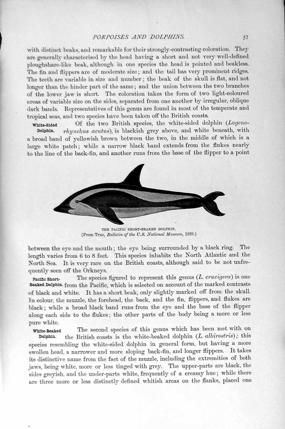Original Old Antique Print Pacific Short-Beaked Dolphin Natural History 1894-95