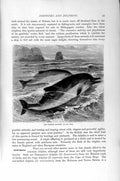 Original Old Antique Print Natural History 1894-95 Common Dolphin Red-Bellied