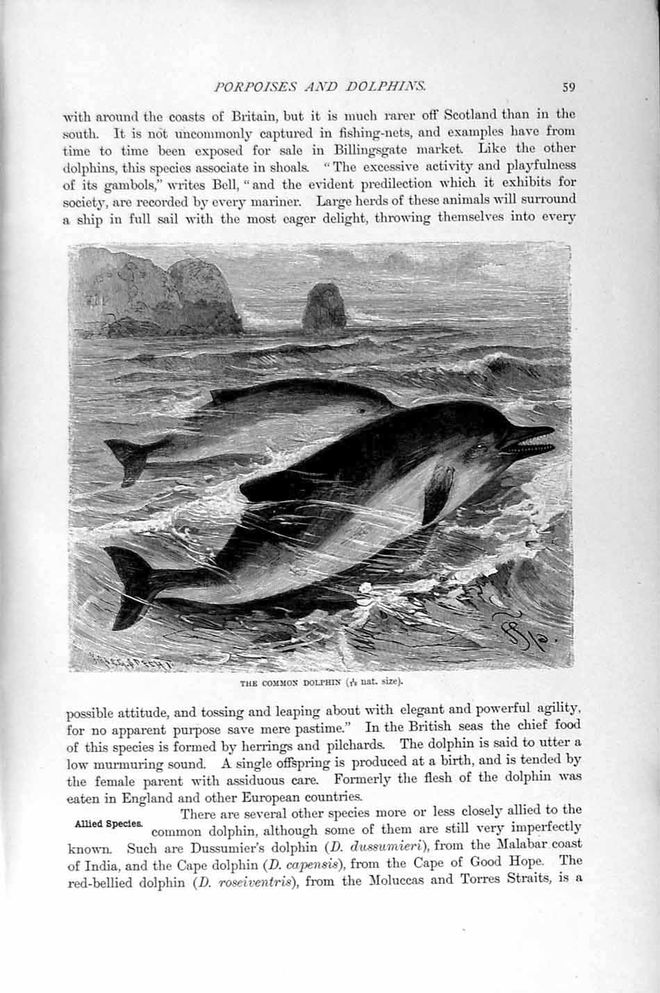 Original Old Antique Print Natural History 1894-95 Common Dolphin Red-Bellied