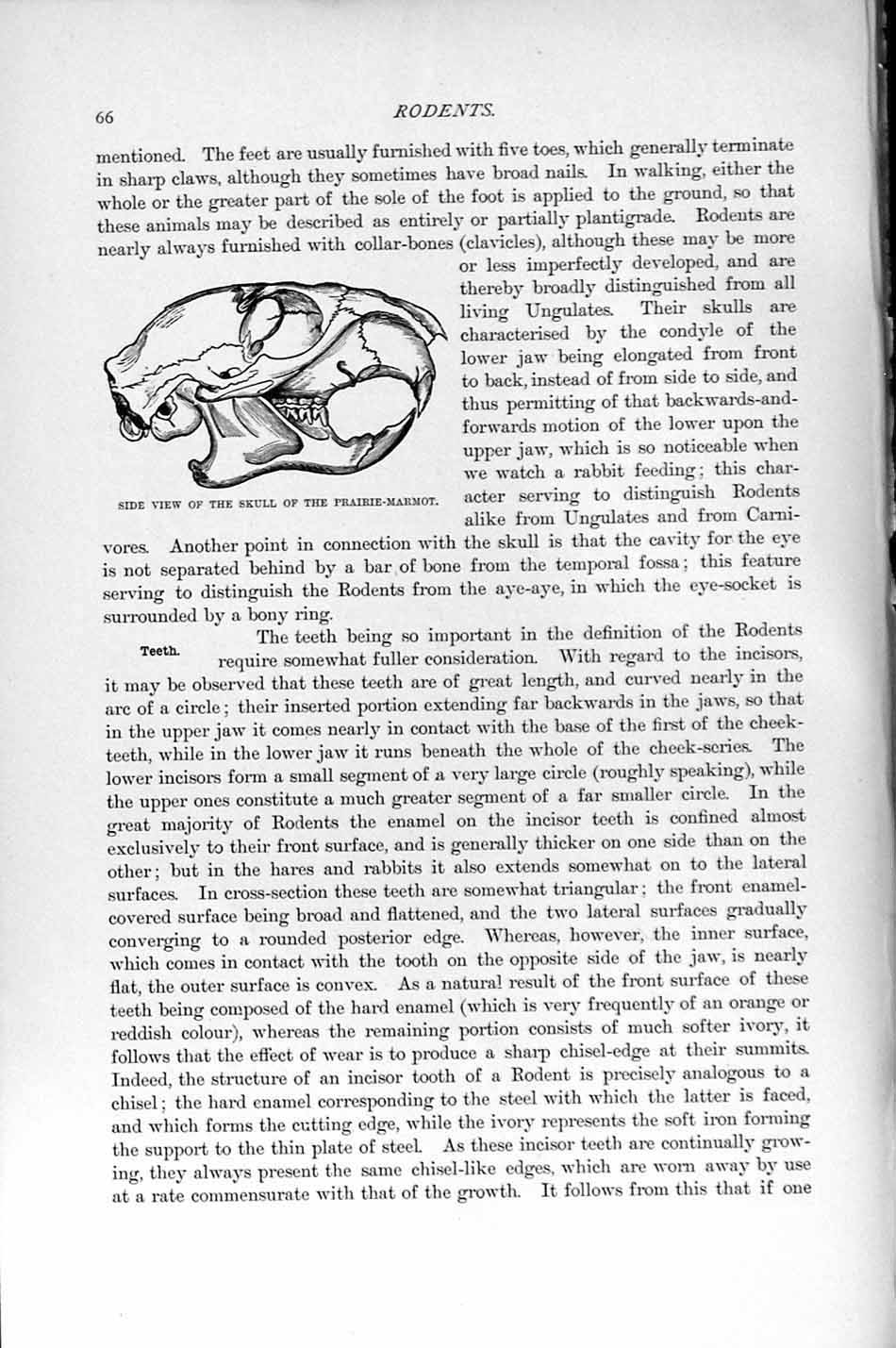 Old Antique Print Natural History 1894-95 Side View Skull Prairie-Marmot 19th