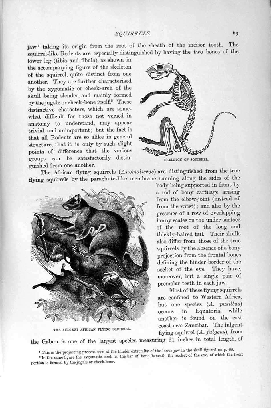 Original Old Antique Print Natural History 1894-95 Skeleton Squirrel African