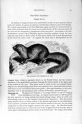 Original Old Antique Print Natural History 1894-95 Abbyssinian Spiny Squirrel