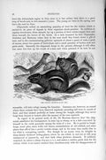Original Old Antique Print Common Chipmunk Rodent Natural History 1894-95 19th