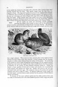 Original Old Antique Print Natural History 1894-95 Common Suslik Rodent 19th