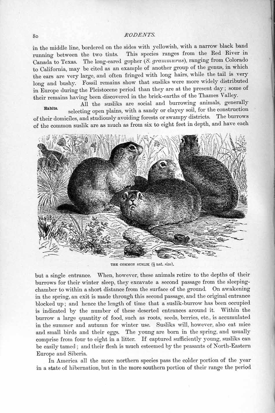 Original Old Antique Print Natural History 1894-95 Common Suslik Rodent 19th