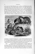 Original Old Antique Print Natural History 1894-95 Prairie-Marmot Rodent 19th