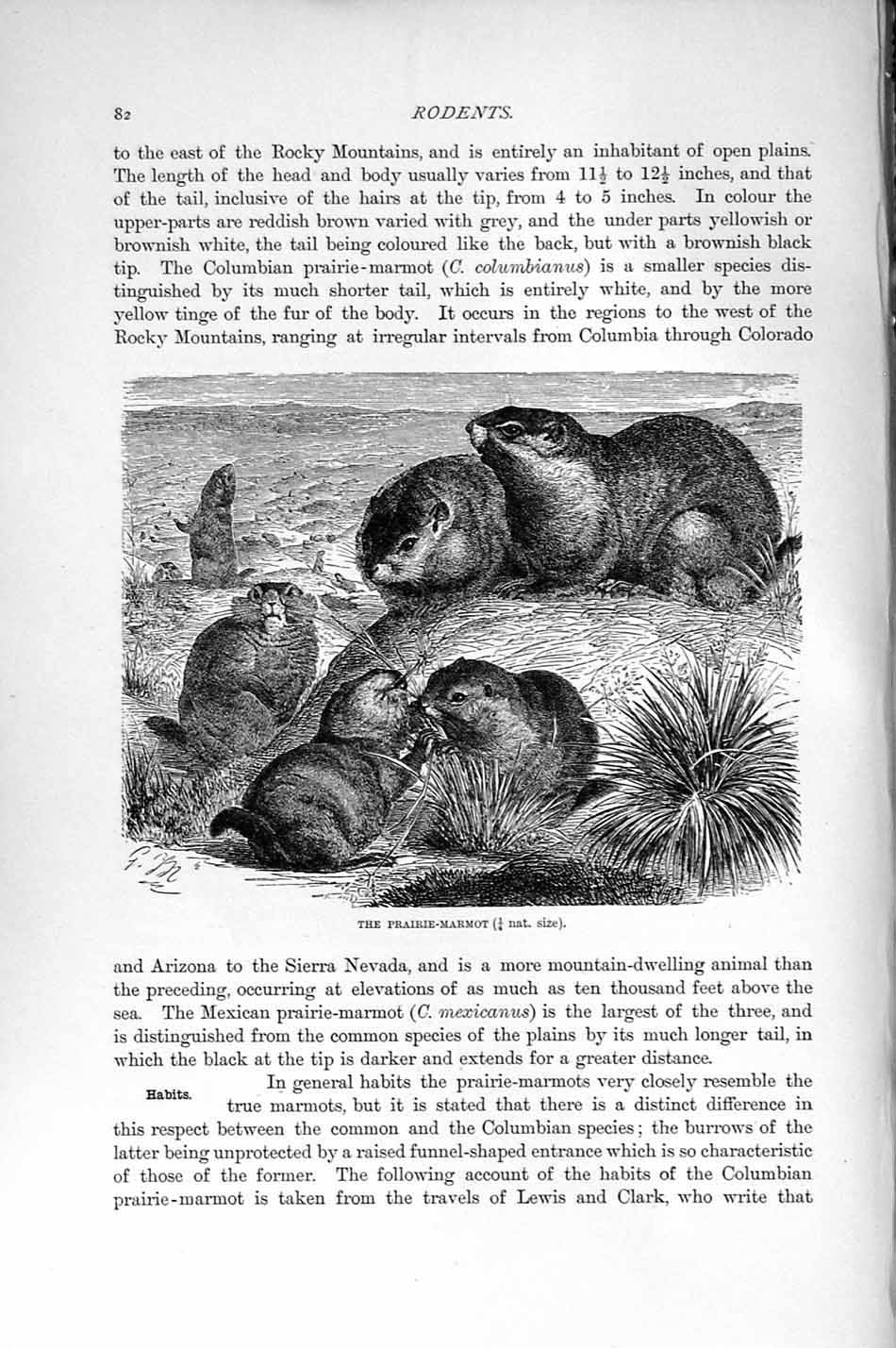 Original Old Antique Print Natural History 1894-95 Prairie-Marmot Rodent 19th