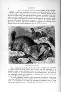 Original Old Antique Print Alpine Marmot Rodent Natural History 1894-95 19th