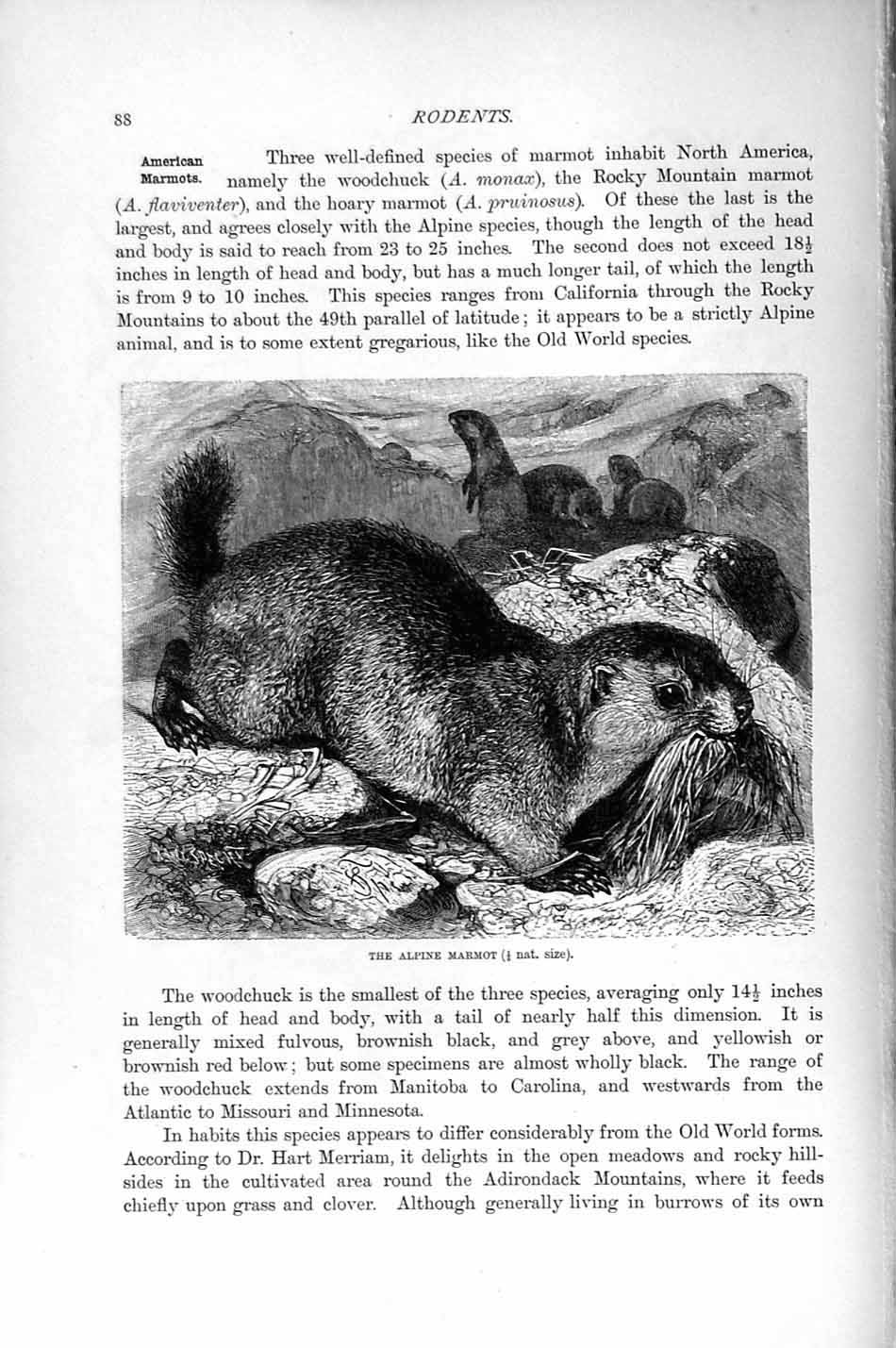 Original Old Antique Print Alpine Marmot Rodent Natural History 1894-95 19th