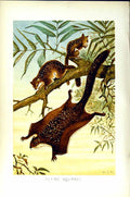 Original Old Antique Print Natural History 1894-95 Flying Squirrel Colour 0 19th