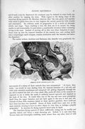 Original Old Antique Print Natural History 1894-95 American Flying Squirrel