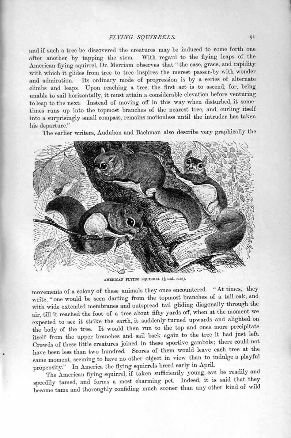 Original Old Antique Print Natural History 1894-95 American Flying Squirrel