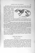 Original Old Antique Print Skeleton Jerboa Dormouse Natural History 1894-95