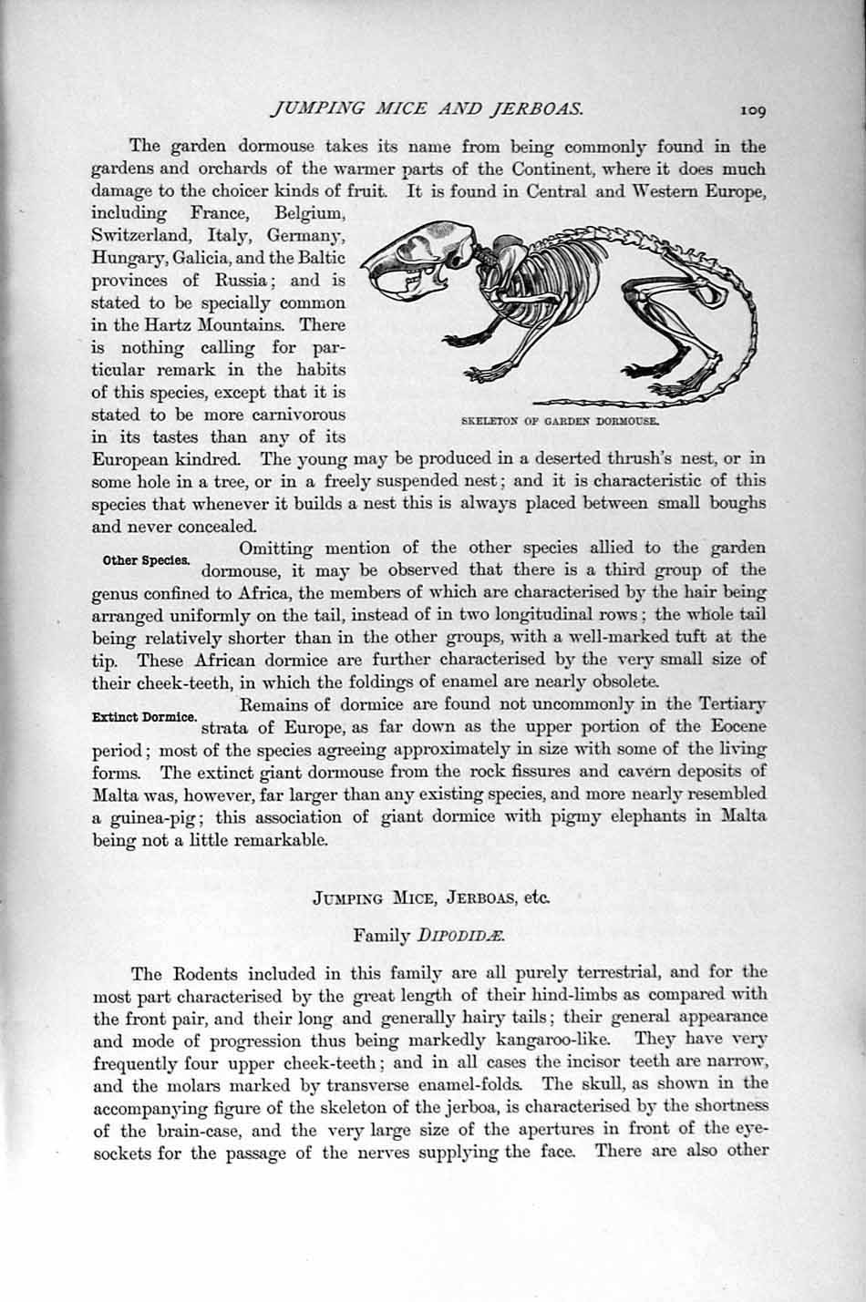 Original Old Antique Print Skeleton Jerboa Dormouse Natural History 1894-95