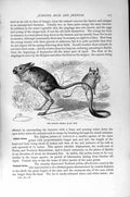 Original Old Antique Print Natural History 1894-95 Kirghiz Jerboa Egyptian 19th