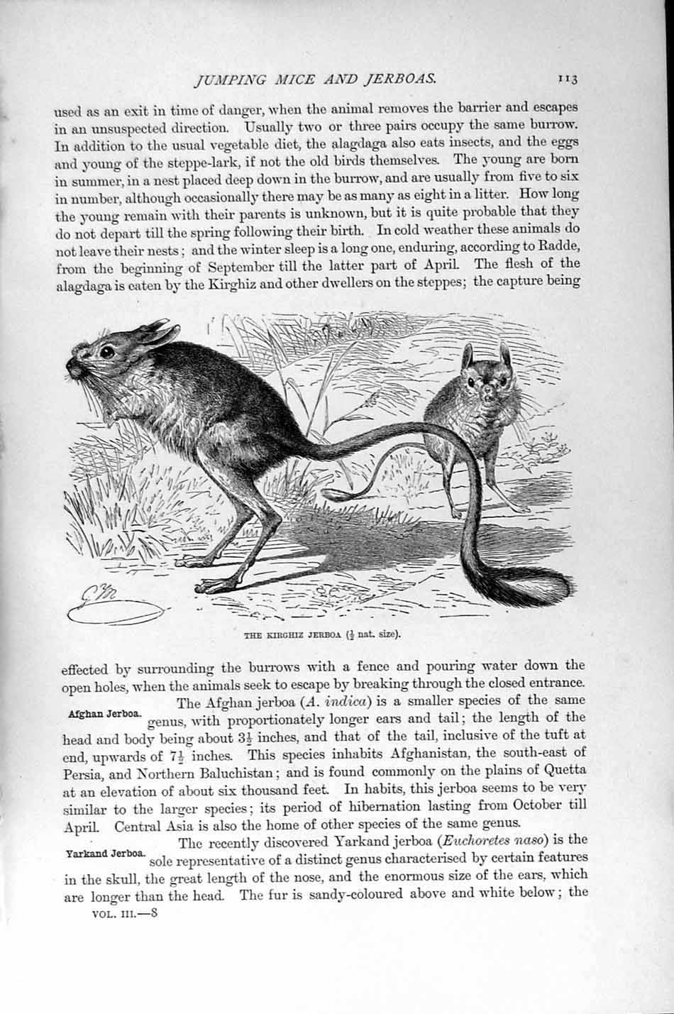 Original Old Antique Print Natural History 1894-95 Kirghiz Jerboa Egyptian 19th