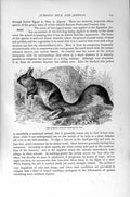 Original Old Antique Print African Jumping Hare Rodent Natural History 1894-95