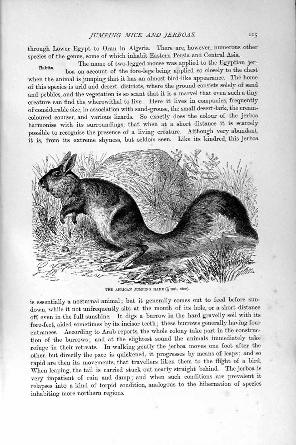 Original Old Antique Print African Jumping Hare Rodent Natural History 1894-95