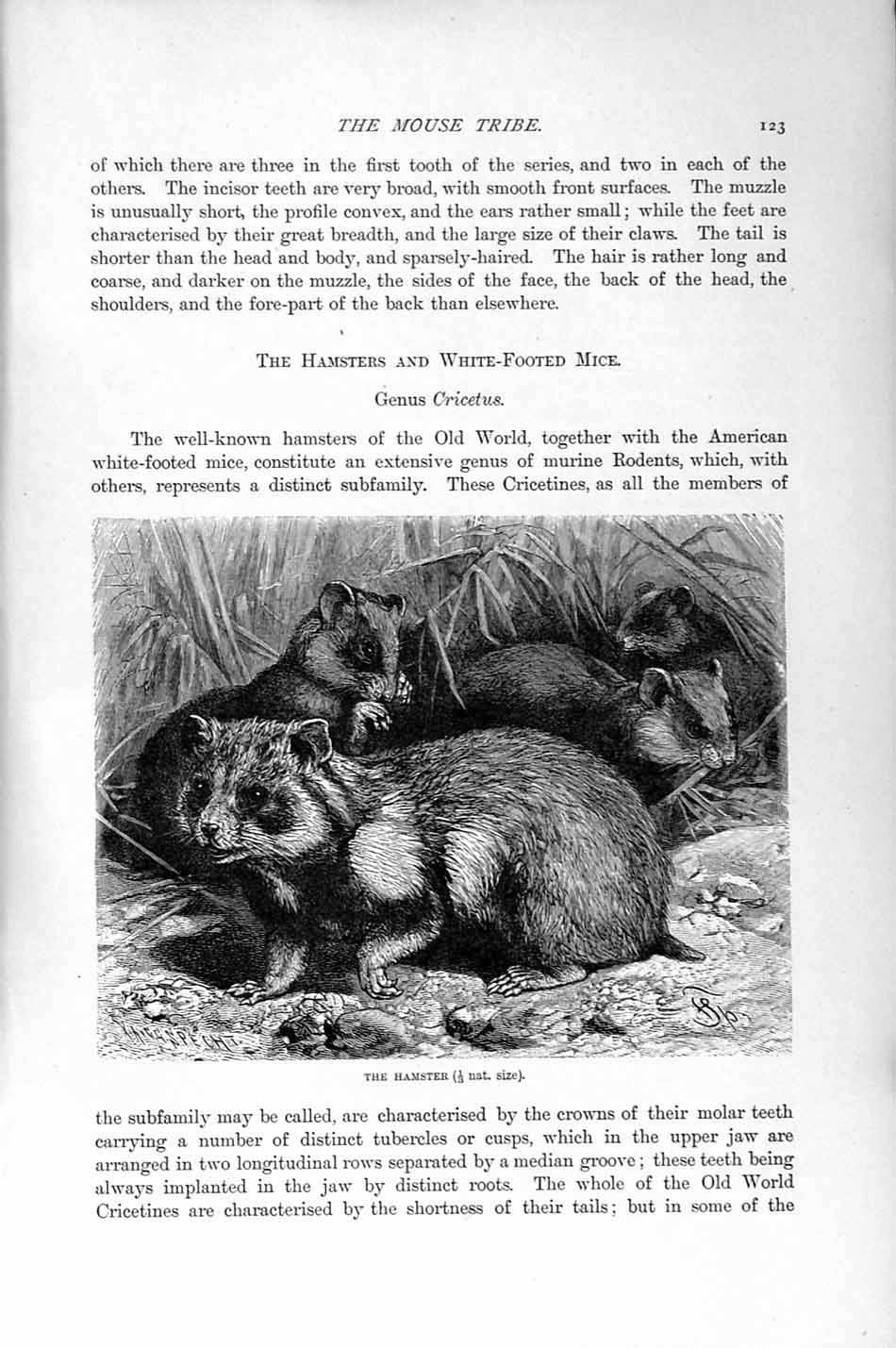 Original Old Antique Print Natural History 1894-95 Hamster Mouse Tribe Cricetus