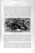 Original Old Antique Print Natural History 1894-95 Continental Field Vole Mouse