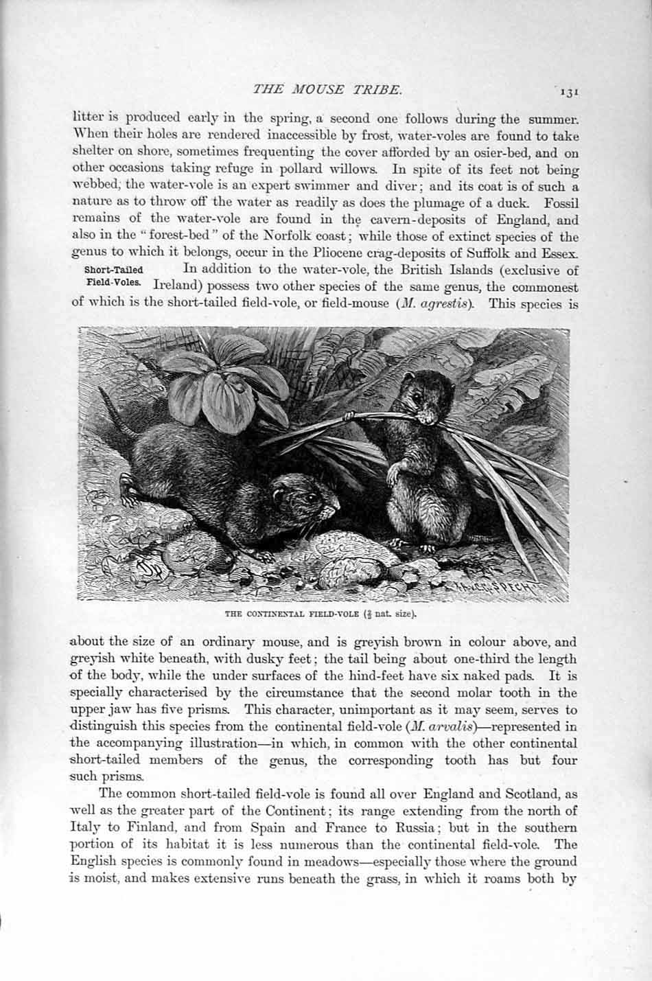 Original Old Antique Print Natural History 1894-95 Continental Field Vole Mouse