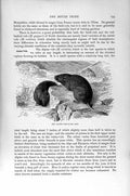 Original Old Antique Print Alpine Vole Natural History 1894-95 Mouse Tribe 19th