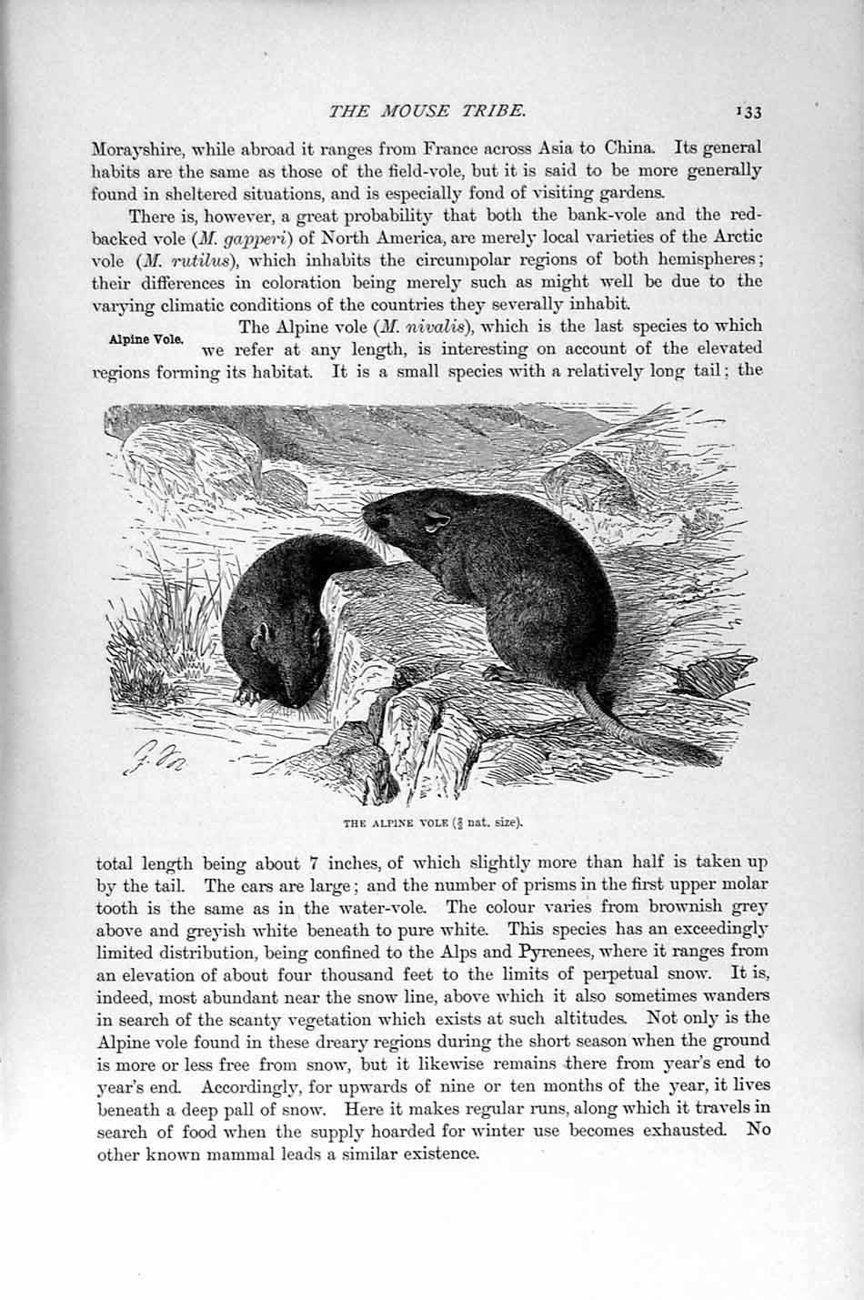 Original Old Antique Print Alpine Vole Natural History 1894-95 Mouse Tribe 19th