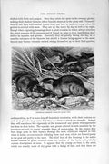 Old Antique Print Natural History 1894-95 Norwegian Lemmings Mouse Tribe 19th