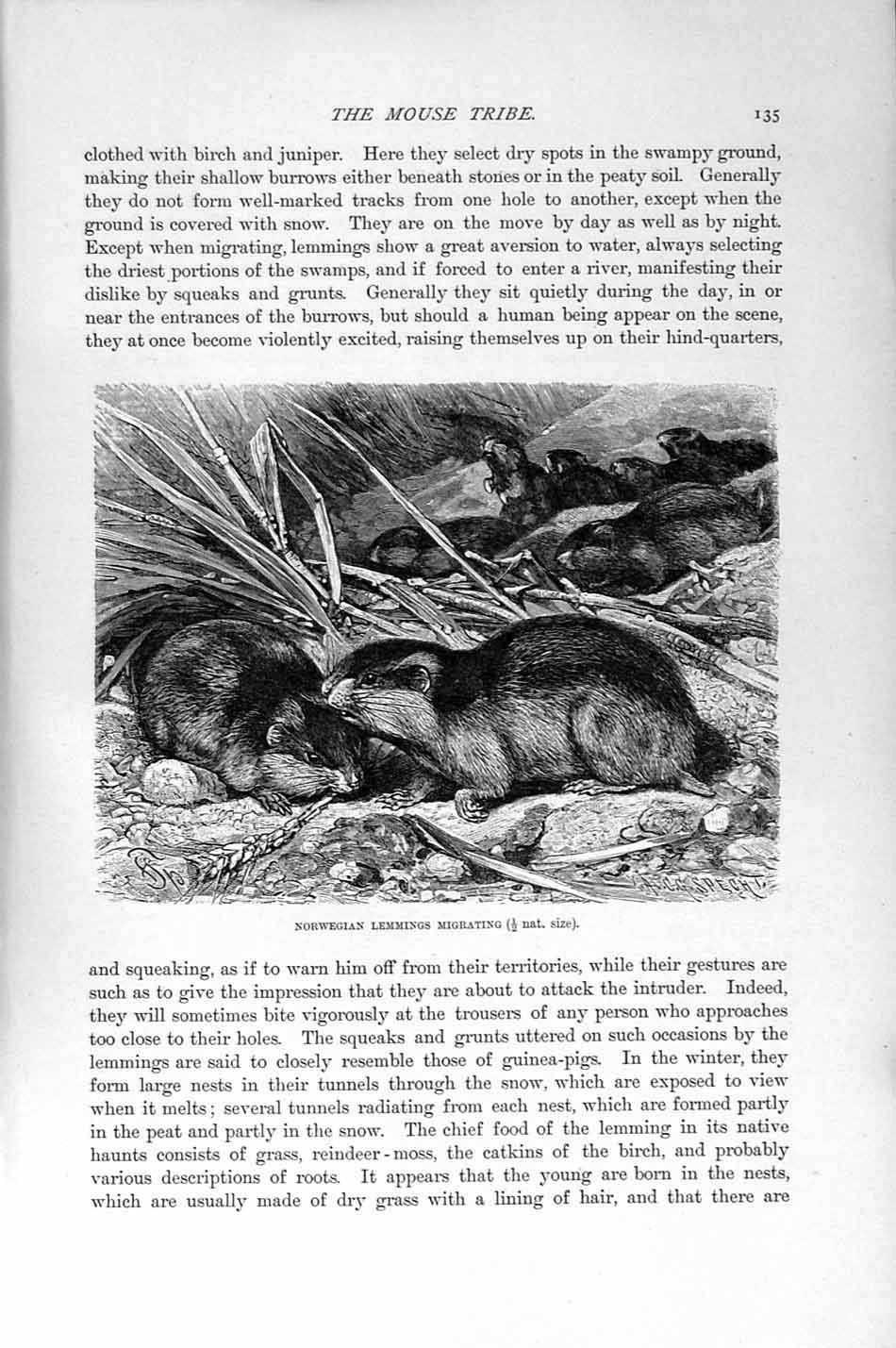 Old Antique Print Natural History 1894-95 Norwegian Lemmings Mouse Tribe 19th