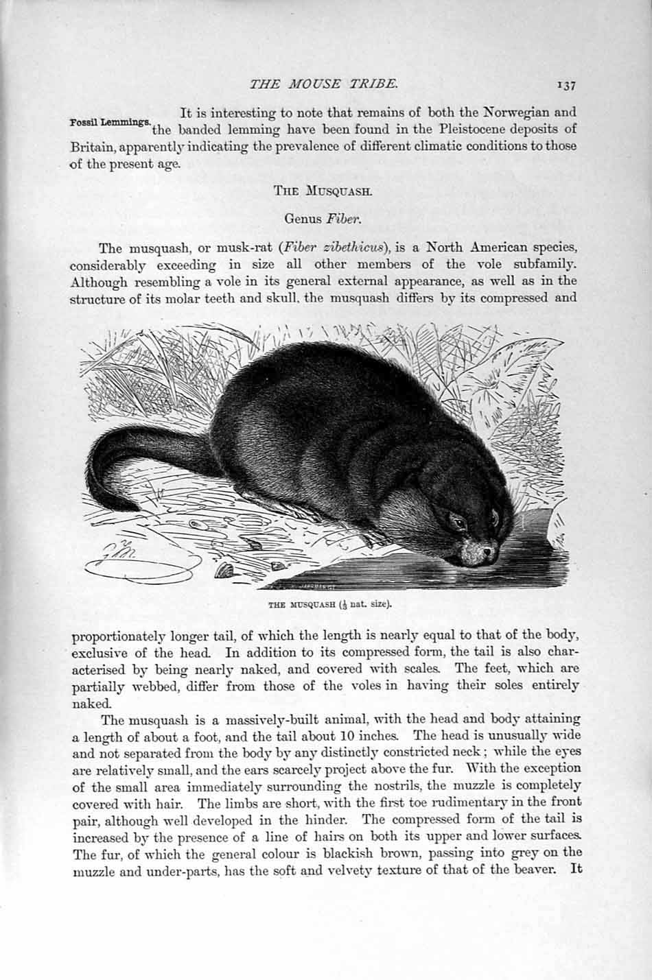 Original Old Antique Print Natural History 1894-95 Musquash Mouse Tribe 19th