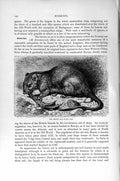 Original Old Antique Print Natural History 1894-95 Brown Rat Rodent Victorian