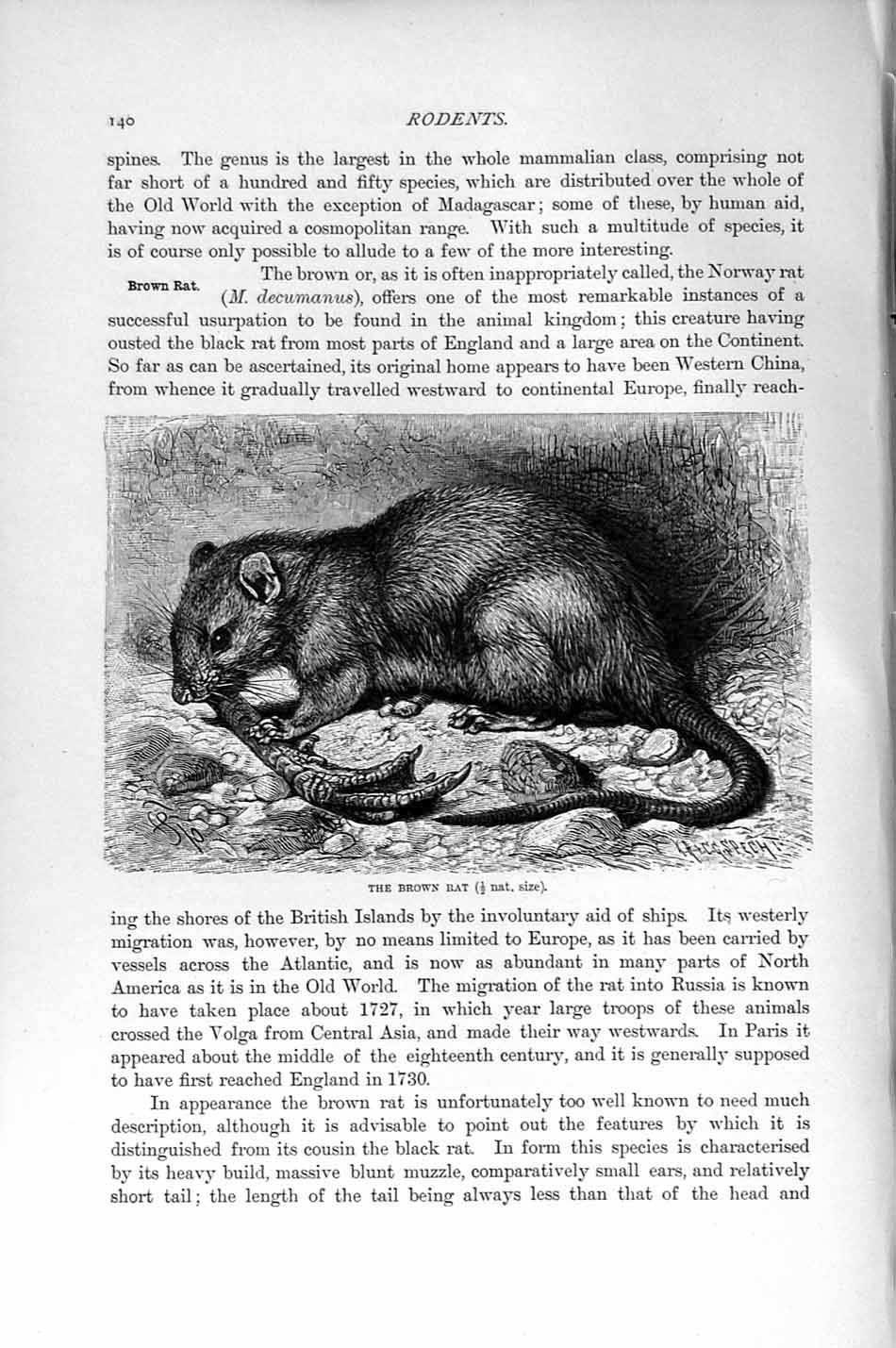 Original Old Antique Print Natural History 1894-95 Brown Rat Rodent Victorian
