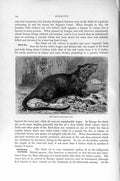 Original Old Antique Print Natural History 1894-95 Black Rat Rodent Victorian