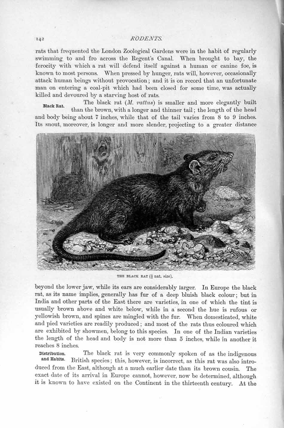 Original Old Antique Print Natural History 1894-95 Black Rat Rodent Victorian
