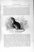 Original Old Antique Print Natural History 1894-95 Barbary Mouse Rodent 19th