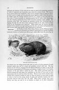 Original Old Antique Print Great Mole-Rat Rodent Natural History 1894-95 19th