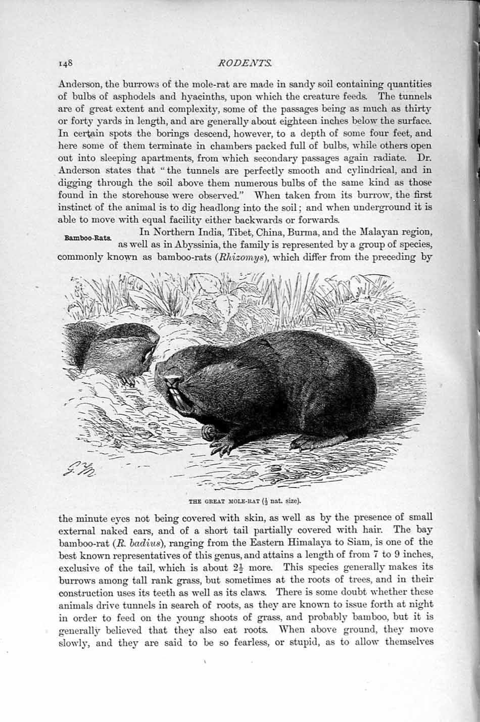 Original Old Antique Print Great Mole-Rat Rodent Natural History 1894-95 19th