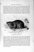 Old Antique Print Natural History 1894-95 Common Pocket-Gopher Rat Rodent 19th