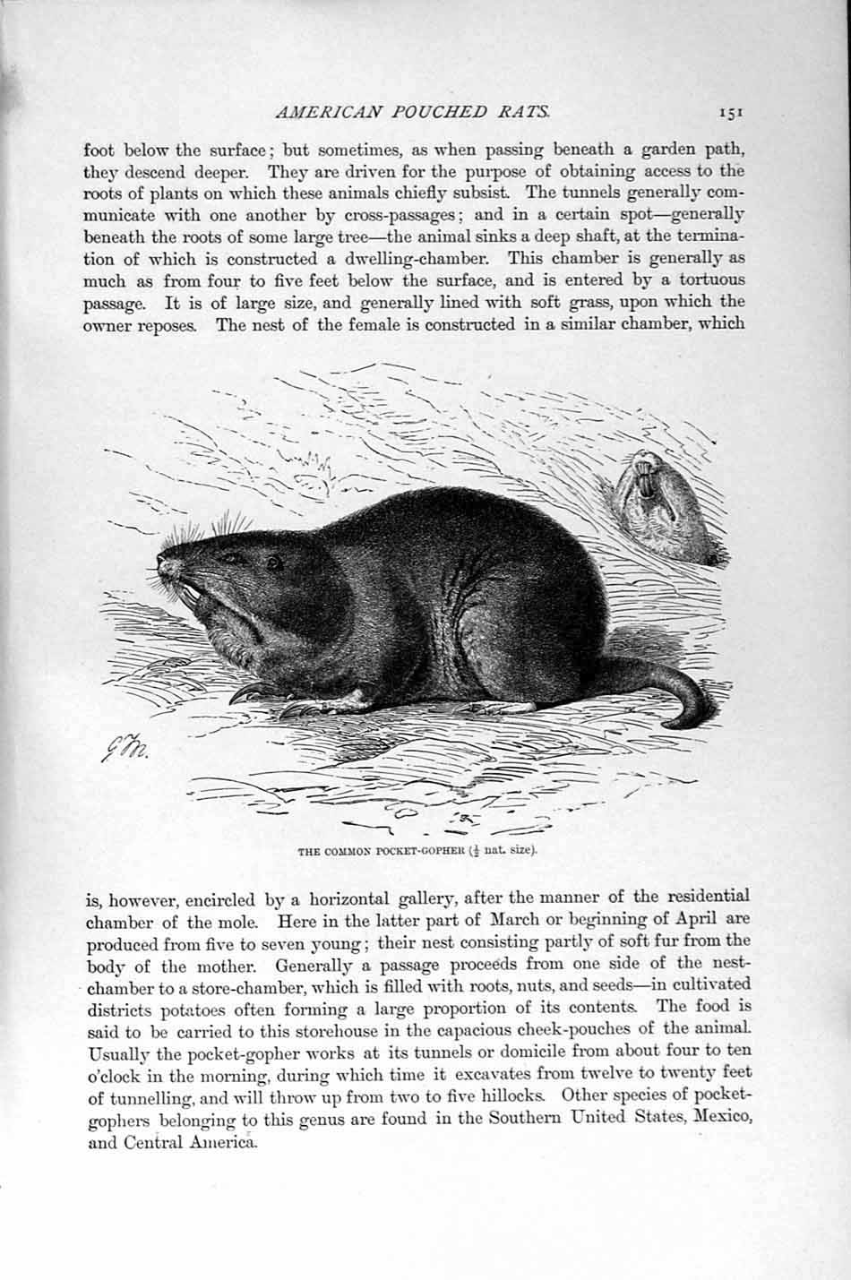 Old Antique Print Natural History 1894-95 Common Pocket-Gopher Rat Rodent 19th