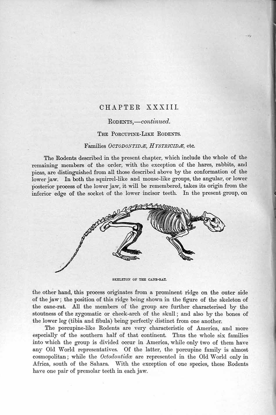 Original Old Antique Print Natural History 1894-95 Skeleton Cane-Rat Rodents