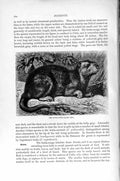 Original Old Antique Print Hutia-Couga Rodent Natural History 1894-95 Animal