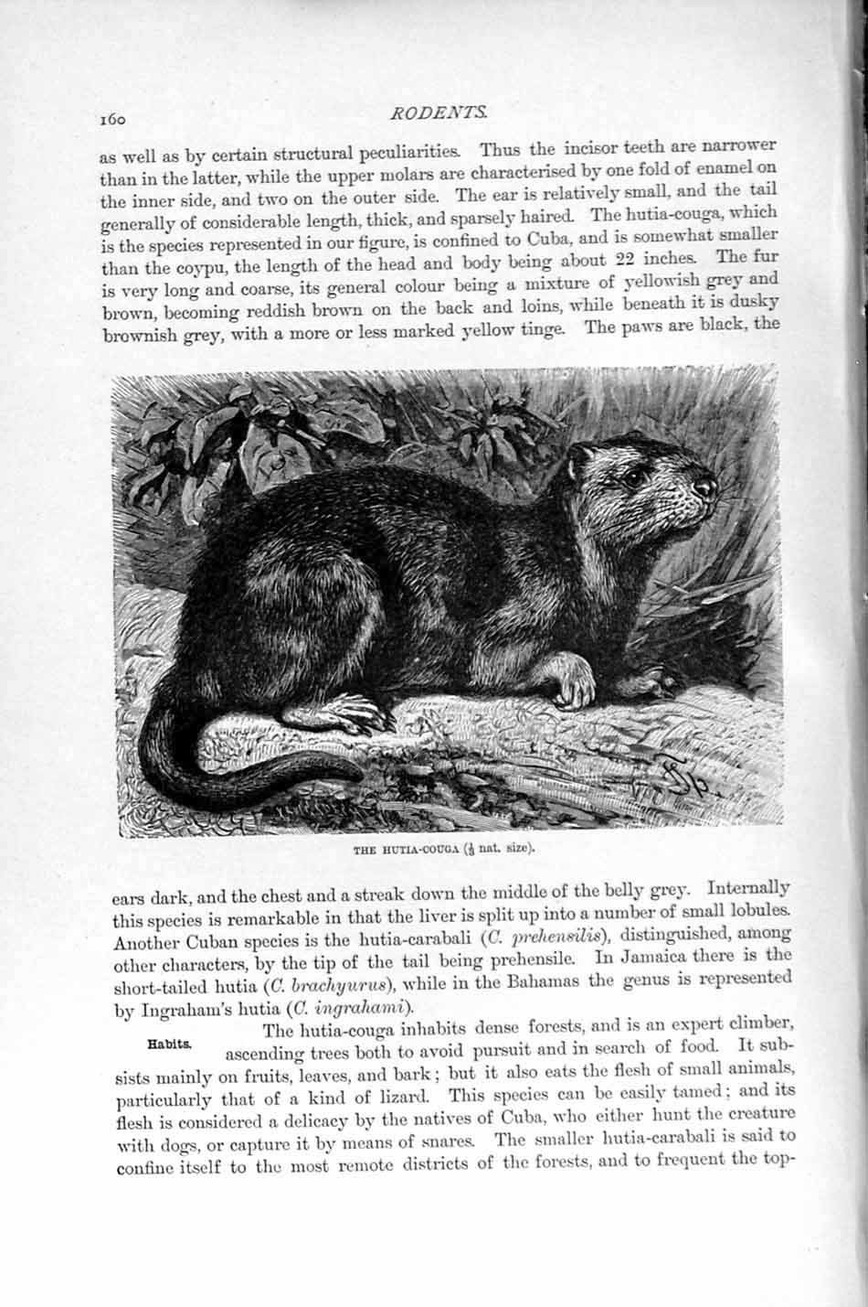 Original Old Antique Print Hutia-Couga Rodent Natural History 1894-95 Animal