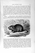 Original Old Antique Print Natural History 1894-95 Cane-Rat Octodont Tribe 19th