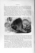 Original Old Antique Print Natural History 1894-95 Canadian Porcupine Rodent