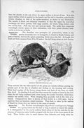 Original Old Antique Print Natural History 1894-95 Brazilian Tree Porcupine