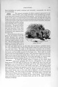 Original Old Antique Print Natural History 1894-95 African Common Porcupine