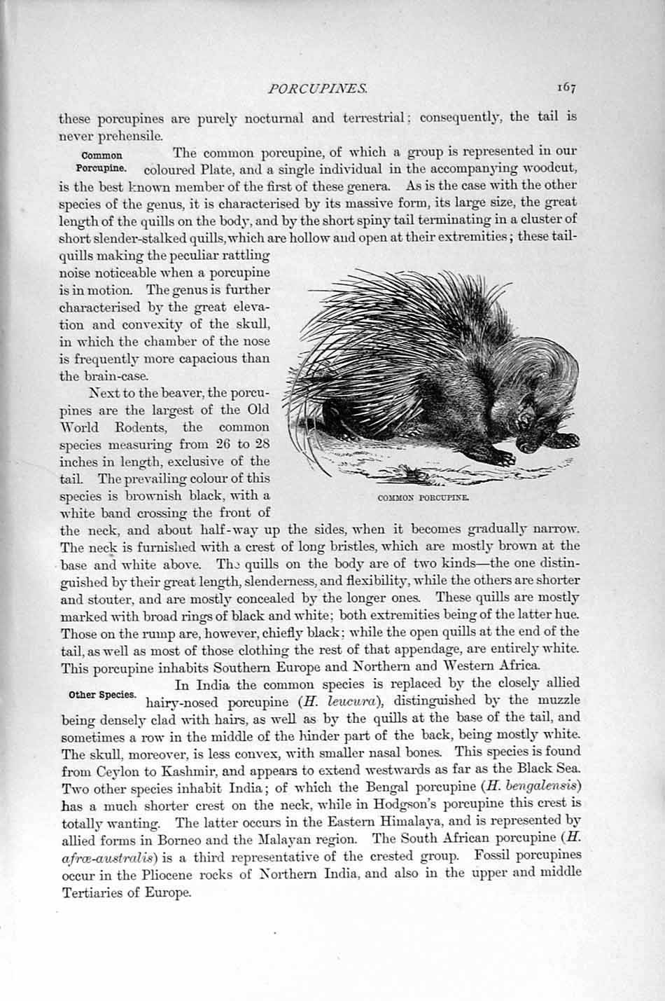 Original Old Antique Print Natural History 1894-95 African Common Porcupine