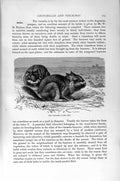 Original Old Antique Print Natural History 1894-95 Viscacha Rodent Viscachera