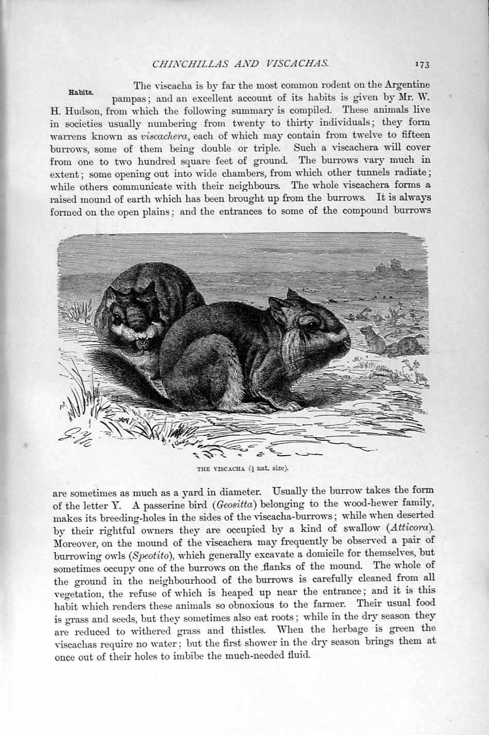 Original Old Antique Print Natural History 1894-95 Viscacha Rodent Viscachera