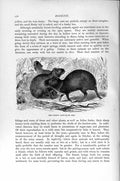 Original Old Antique Print Natural History 1894-95 Common Aguti Rodent 19th